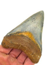 Load image into Gallery viewer, COLORFUL Golden Beach 3 7/8&quot; Megalodon Shark Fossil
