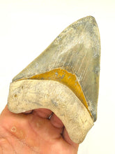 Load image into Gallery viewer, BEAUTIFUL Golden Beach 4 7/16&quot; Megalodon Shark Fossil
