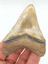 Load image into Gallery viewer, Yellow &quot;CHOCOLATE TOP&quot; 3.25&quot; Meg Shark Fossil
