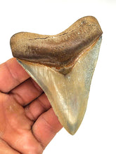 Load image into Gallery viewer, RARE Golden Beach 3 9/16&quot; Megalodon Shark Fossil
