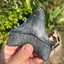 Load image into Gallery viewer, 4.25&quot; Posterior Megalodon Tooth – Rare Venice Fossil
