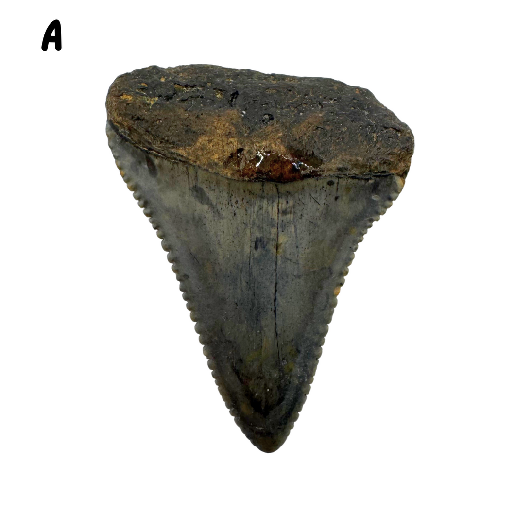 Select Your Great White Fossil
