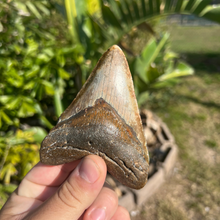 Load image into Gallery viewer, 4.43&quot; Rare Venice Megalodon Tooth – Chocolate Top with Red Hues
