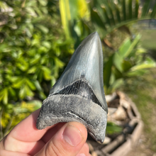 Load image into Gallery viewer, 4-Inch Megalodon Tooth Fossil
