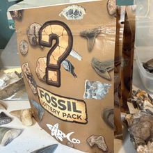 Load image into Gallery viewer, Mystery Fossil Lottery Pack
