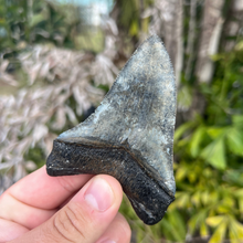 Load image into Gallery viewer, 3.82 Inch Megalodon Fossil Tooth
