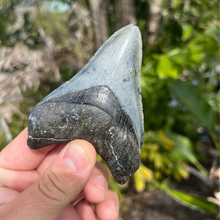 Load image into Gallery viewer, 4.1 Inch Megalodon Fossil Tooth
