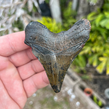 Load image into Gallery viewer, 3.3 Inch North Carolina Ledge Megalodon Tooth
