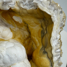 Load image into Gallery viewer, Large White &amp; Orange Agatized Coral Geode
