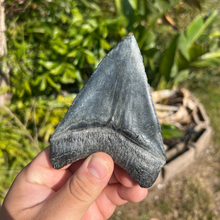 Load image into Gallery viewer, 4.71&quot; Megalodon Tooth – Venice, Florida Fossil
