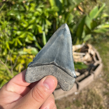 Load image into Gallery viewer, 3.99&quot; Megalodon Tooth – Venice, Florida Fossil
