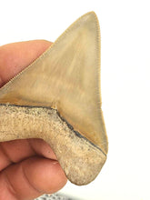Load image into Gallery viewer, Light Colored 2 5/8&quot; Inch Megalodon Shark Fossil
