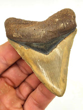 Load image into Gallery viewer, Yellow &quot;CHOCOLATE TOP&quot; 3.25&quot; Meg Shark Fossil

