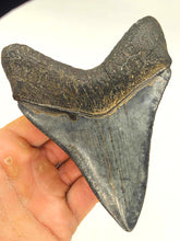 Load image into Gallery viewer, WIDE Black 4 7/8&quot; Inch Megalodon Shark Fossil
