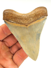 Load image into Gallery viewer, RARE Golden Beach 3 9/16&quot; Megalodon Shark Fossil
