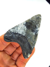 Load image into Gallery viewer, LIGHTNING Golden Beach 3 Inch Megalodon Shark Fossil
