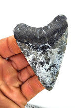 Load image into Gallery viewer, LIGHTNING Golden Beach 3 Inch Megalodon Shark Fossil
