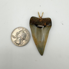 Load image into Gallery viewer, 14kt Gold Polished Mako Fossil Pendant
