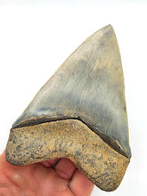 Load image into Gallery viewer, SUPERIOR 5&quot; Golden Beach Megalodon
