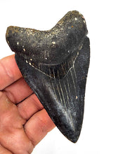 Load image into Gallery viewer, 4 1/16&quot; Black Megalodon
