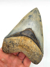 Load image into Gallery viewer, SUPERIOR 5&quot; Golden Beach Megalodon
