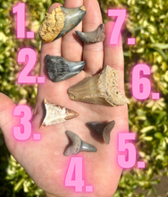 Load image into Gallery viewer, MISC. Shark Fossils!
