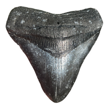 Load image into Gallery viewer, 4.25&quot; Posterior Megalodon Tooth – Rare Venice Fossil
