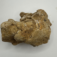 Load image into Gallery viewer, Amber &amp; Orange Agatized Coral Geode

