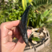 Load image into Gallery viewer, 4-Inch Megalodon Tooth Fossil
