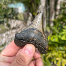 Load image into Gallery viewer, 3.3 Inch North Carolina Ledge Megalodon Tooth
