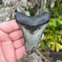 Load image into Gallery viewer, 3.82 Inch Megalodon Fossil Tooth
