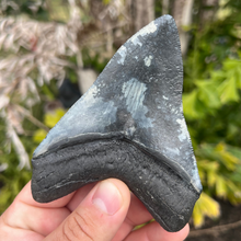 Load image into Gallery viewer, 4.6 Inch Megalodon Fossil Tooth
