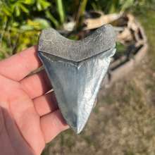 Load image into Gallery viewer, 3.99&quot; Megalodon Tooth – Venice, Florida Fossil
