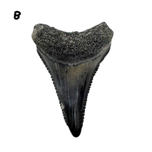 Load image into Gallery viewer, Select Your Great White Fossil
