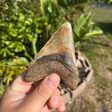 Load image into Gallery viewer, 4.43&quot; Rare Venice Megalodon Tooth – Chocolate Top with Red Hues
