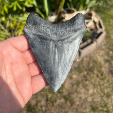 Load image into Gallery viewer, 4.71&quot; Megalodon Tooth – Venice, Florida Fossil
