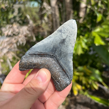 Load image into Gallery viewer, 4.1 Inch Megalodon Fossil Tooth
