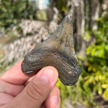 Load image into Gallery viewer, 3.3 Inch North Carolina Ledge Megalodon Tooth
