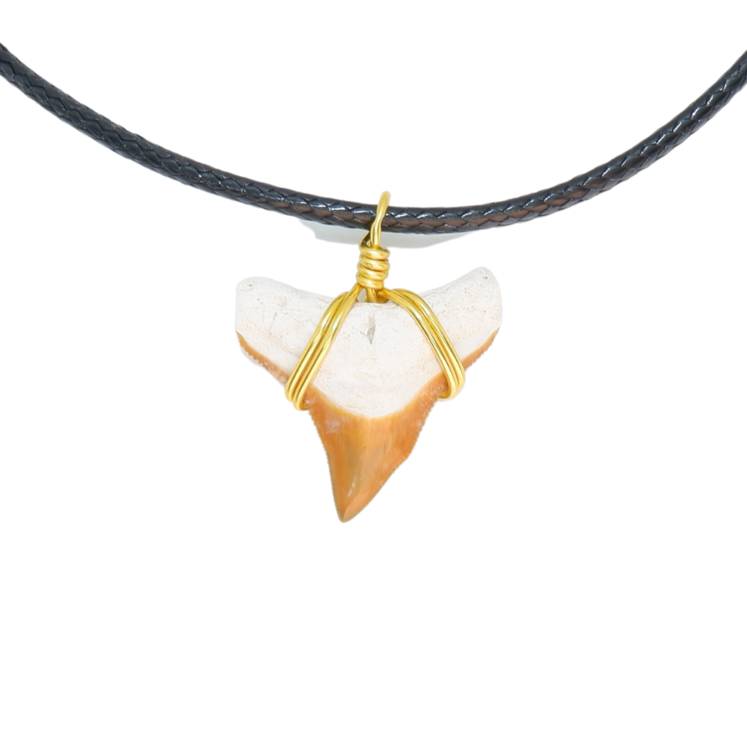 RARE COLOR Bull Shark Necklace