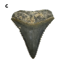 Load image into Gallery viewer, Select Your Great White Fossil
