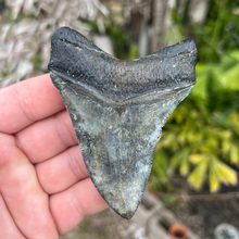 Load image into Gallery viewer, 3.82 Inch Megalodon Fossil Tooth
