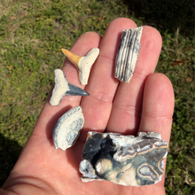 Load image into Gallery viewer, Mystery Fossil Lottery Pack
