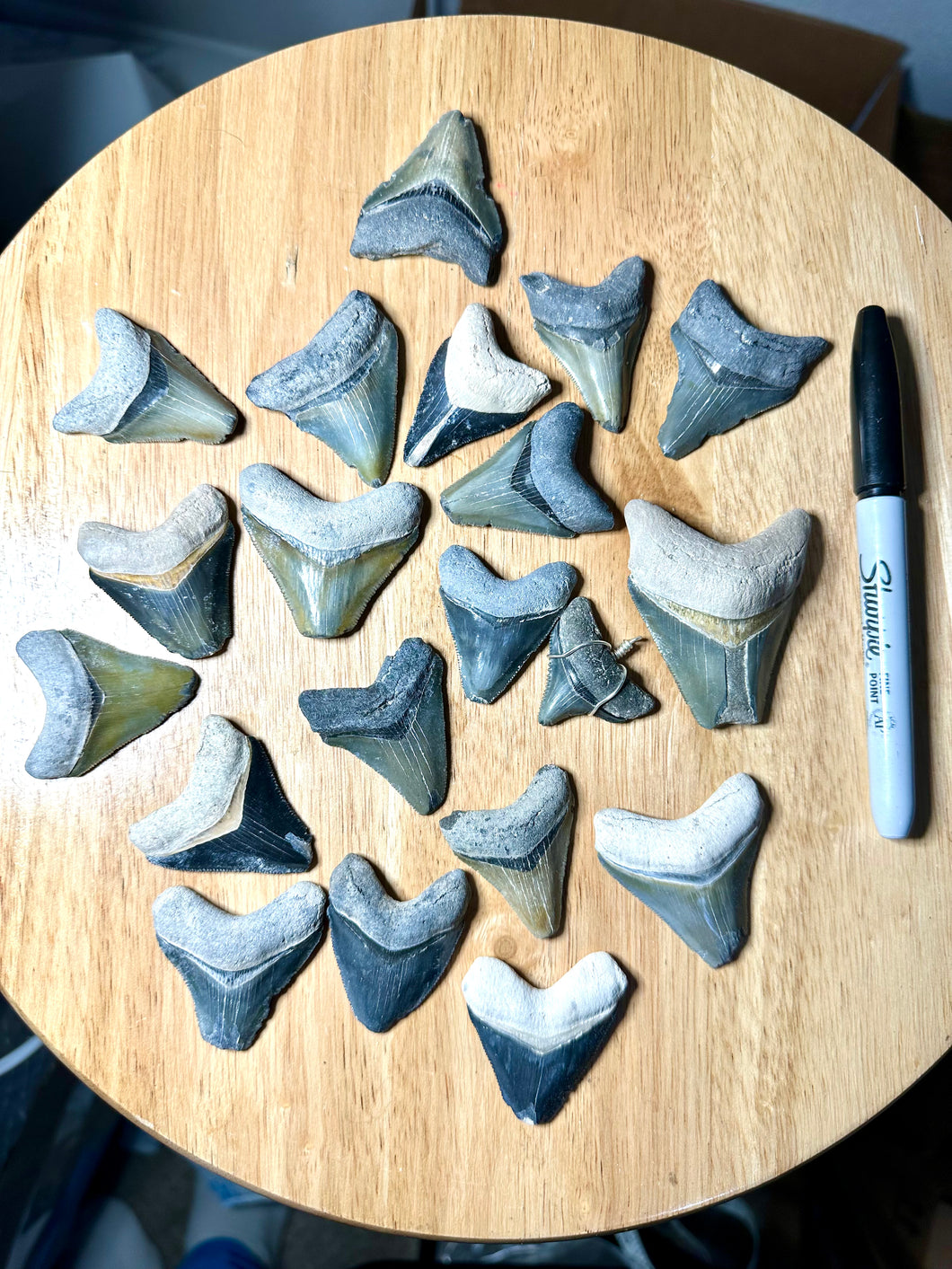 Bare Megalodon Fossils (New Additions Weekly)