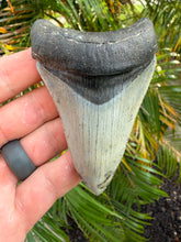 Load image into Gallery viewer, Custom large megalodon necklace
