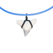 Load image into Gallery viewer, RARE COLOR Bull Shark Necklace
