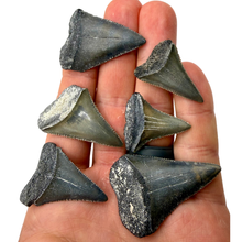 Load image into Gallery viewer, Collection of shark teeth held in a hand against a white background
