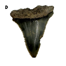 Load image into Gallery viewer, Select Your Great White Fossil

