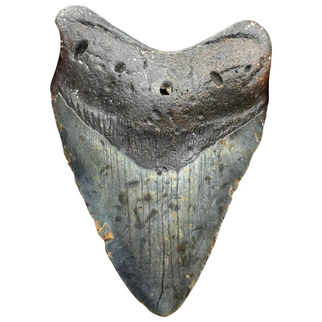 4.37 Meg Fossil