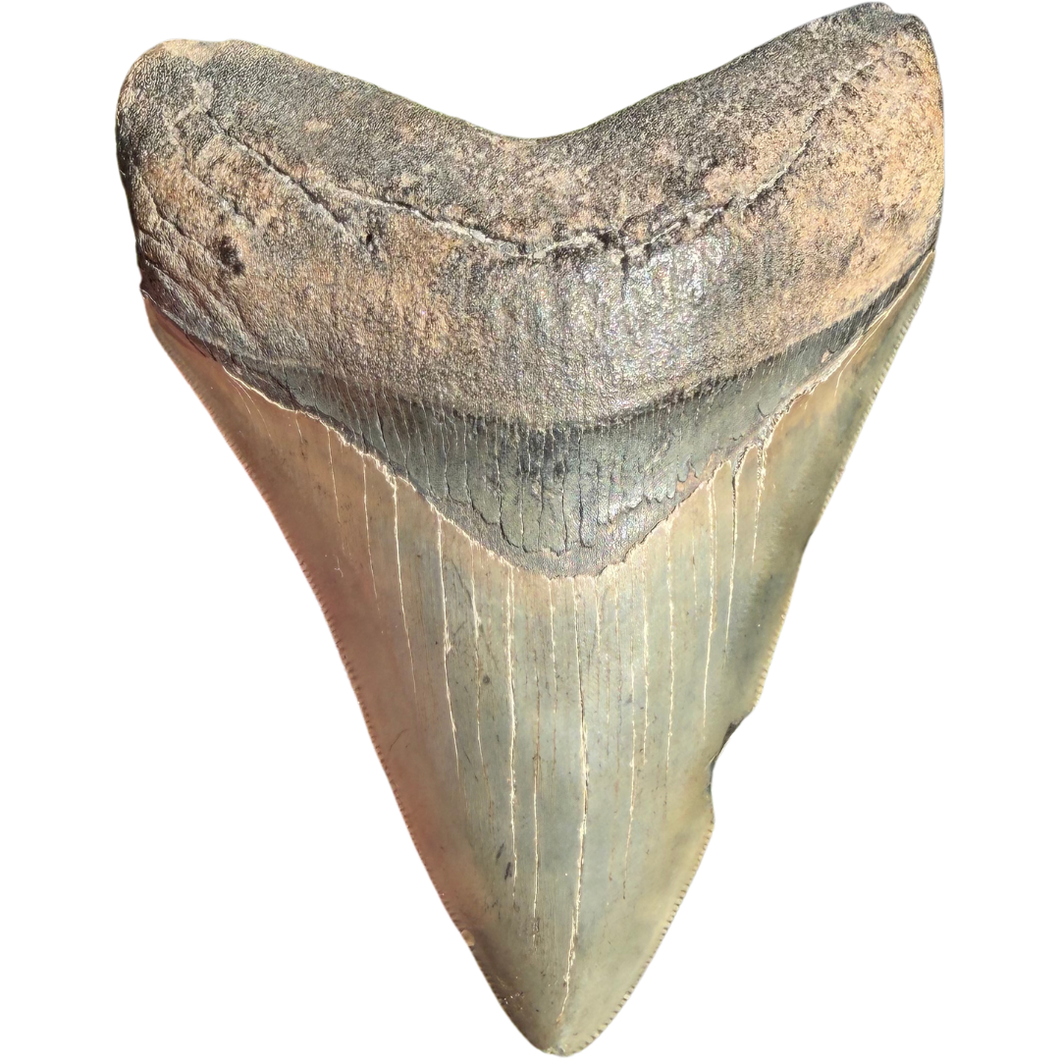GIANT 4 & 9/16ths Inch Megalodon Fossil