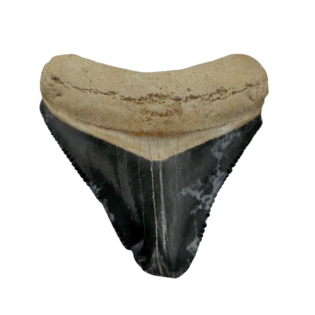 Bone Valley Rare Meg